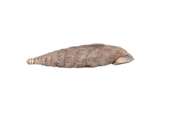 Laciniaria plicata