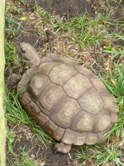 Chelonoidis chilensis