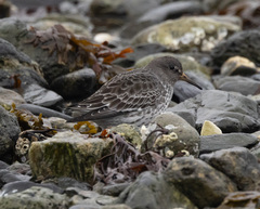 Calidris ptilocnemis