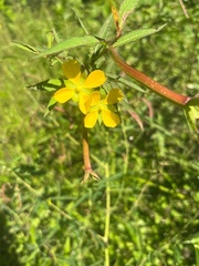 Ludwigia erecta