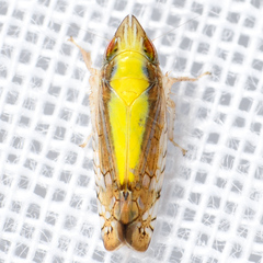 Scaphytopius elegans