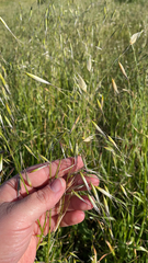 Avena barbata