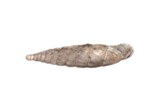 Laciniaria plicata