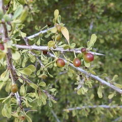 Condalia globosa