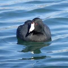 Fulica americana