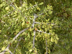 Condalia globosa