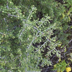 Condalia globosa
