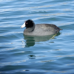 Fulica americana