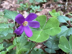 Oxalis oregana