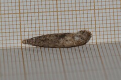 Laciniaria plicata