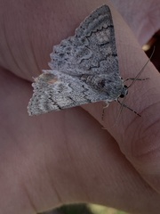 Crypsiphona ocultaria