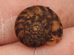 Anguispira strongylodes