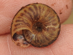 Anguispira strongylodes