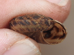 Anguispira strongylodes