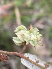 Lasiopetalum ferrugineum