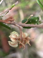 Lasiopetalum ferrugineum