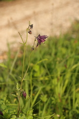 Aquilegia atrata