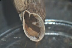 Laciniaria plicata