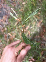 Lasiopetalum ferrugineum