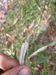 Lasiopetalum ferrugineum