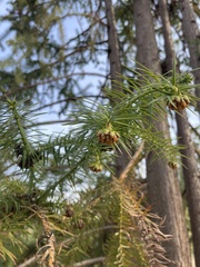 Cunninghamia