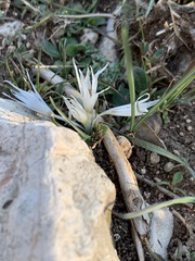 Colchicum crocifolium
