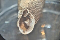 Laciniaria plicata