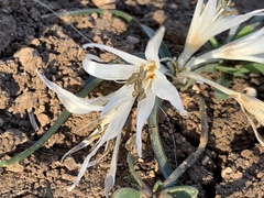 Colchicum crocifolium