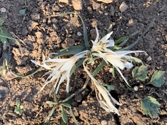Colchicum crocifolium