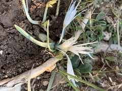 Colchicum crocifolium