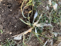 Colchicum crocifolium