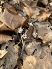 Erigenia bulbosa