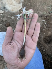 Colchicum crocifolium
