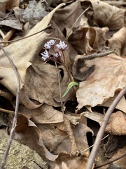 Erigenia bulbosa