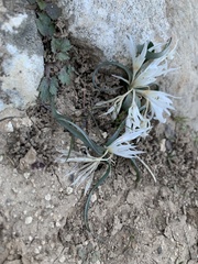 Colchicum crocifolium