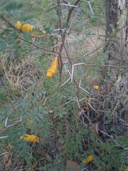 Prosopis strombulifera