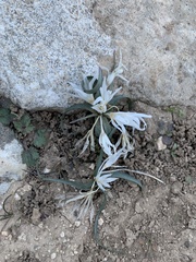 Colchicum crocifolium