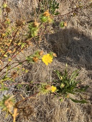 Grindelia integrifolia