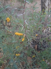 Prosopis strombulifera