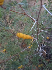 Prosopis strombulifera