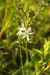 Anthericum ramosum