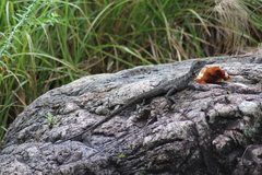Amphibolurinae