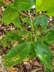 Pithecellobium keyense