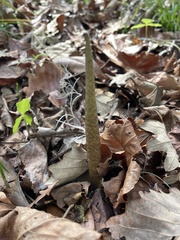 Arisaema acuminatum