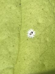 Aleuroplatus coronata