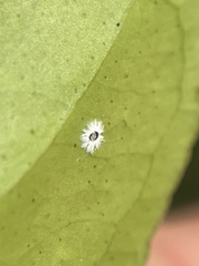 Aleuroplatus coronata