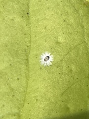 Aleuroplatus coronata