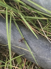 Camponotus chazaliei