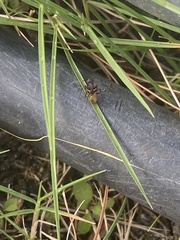 Camponotus chazaliei