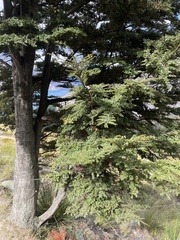 Nothofagus cliffortioides